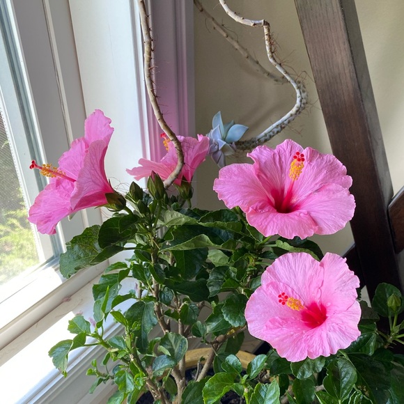 OFFICIAL TAG LIST- Like/Drop Closet name to b notified via price drop! - Picture 6 of 14